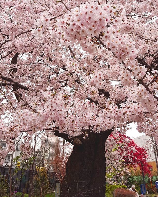 PINK FLOWERS ON TREE TRUNK