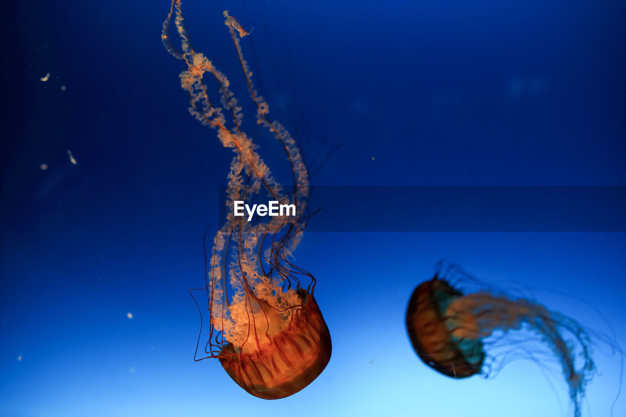 Close-up of jellyfish in sea