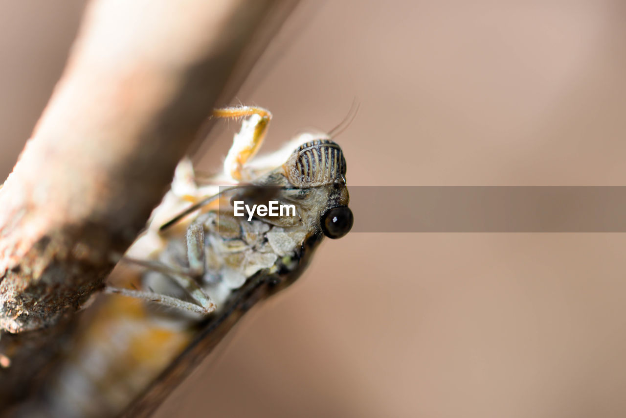 Macro shot of zicada 