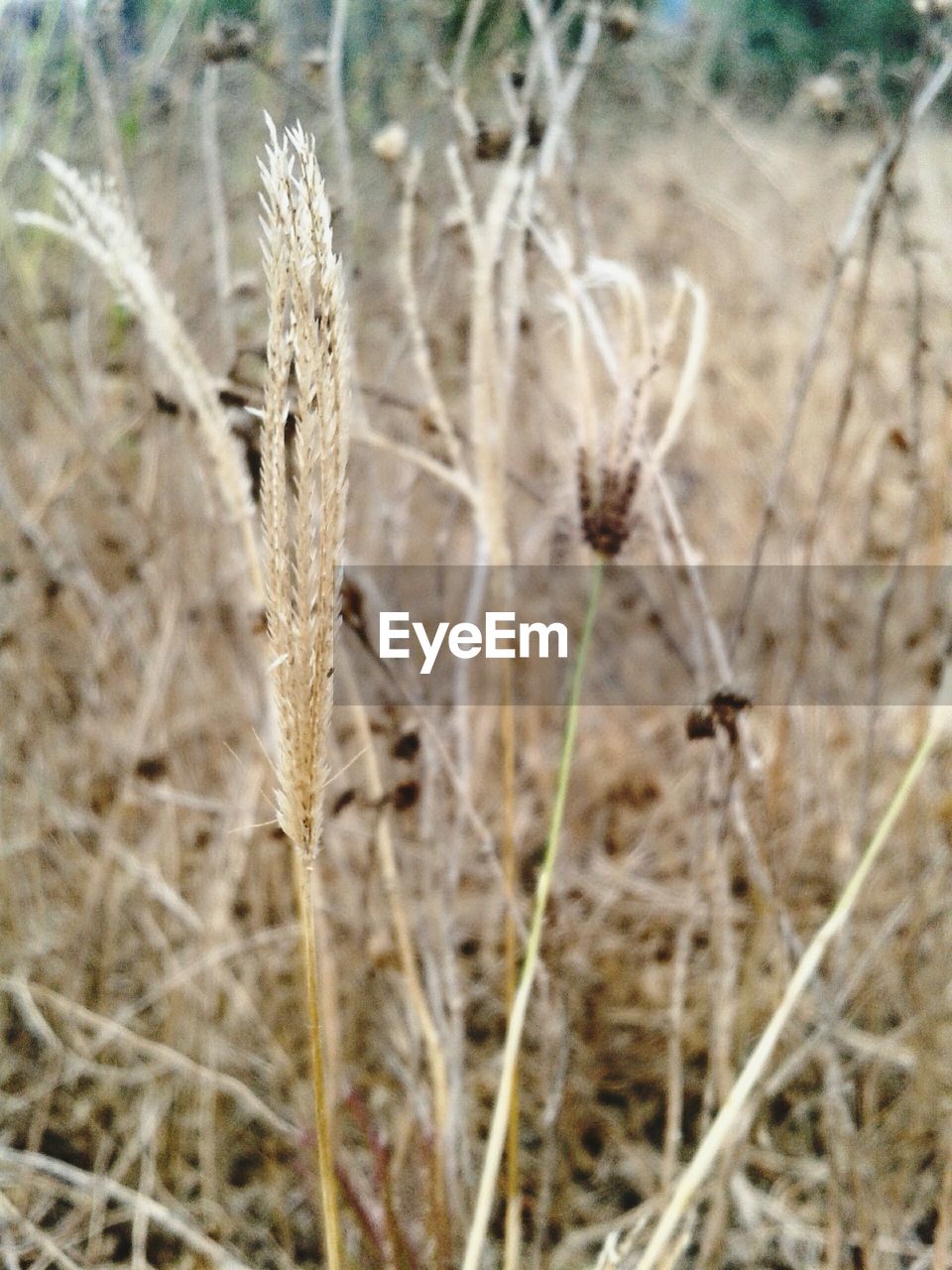 Close-up of plant growing on field