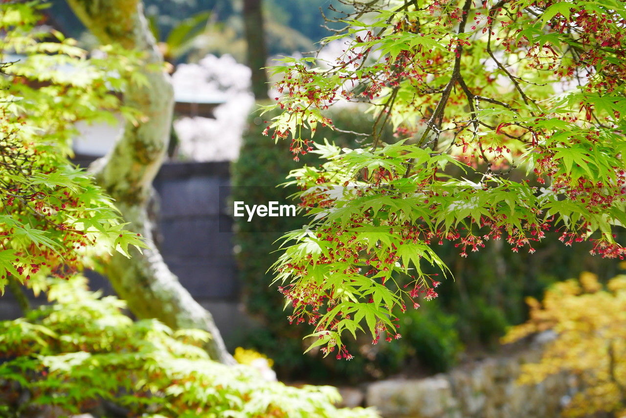 plant, tree, nature, beauty in nature, leaf, autumn, branch, green, growth, plant part, garden, no people, day, flower, outdoors, tranquility, sunlight, shrub, forest, environment, focus on foreground, land, woodland, freshness, scenics - nature, maple, selective focus, water, japanese garden