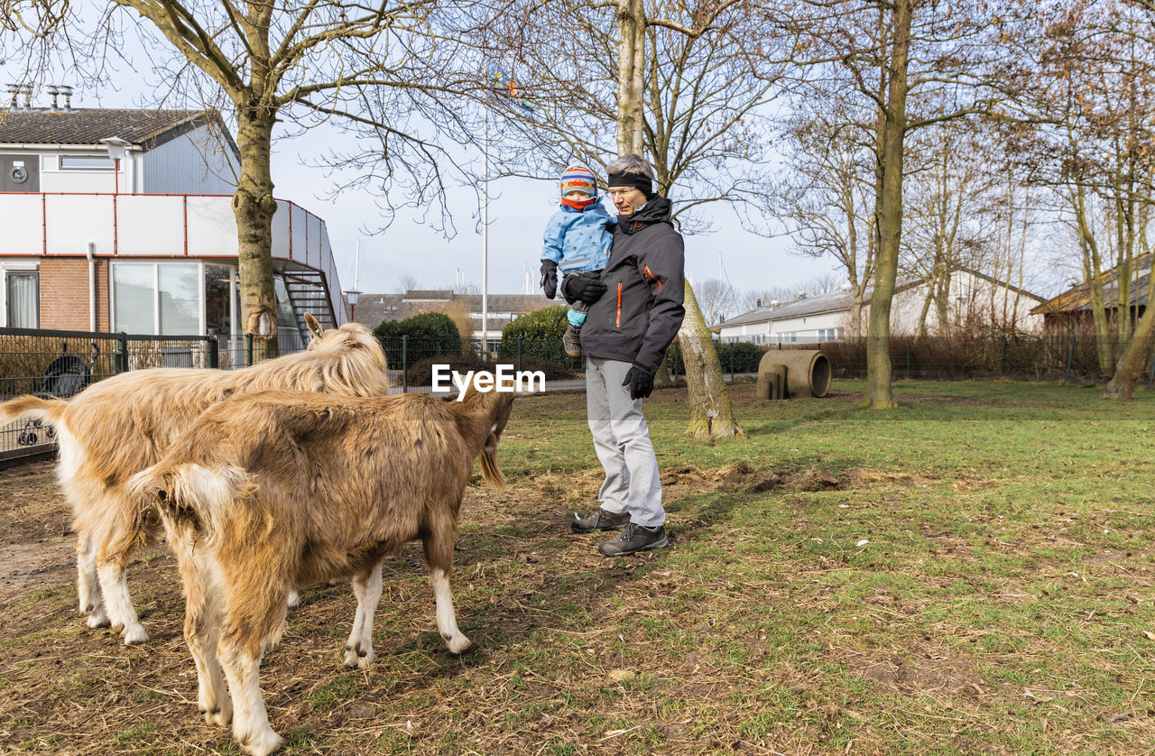 Grandfather holding daughter by goats on field