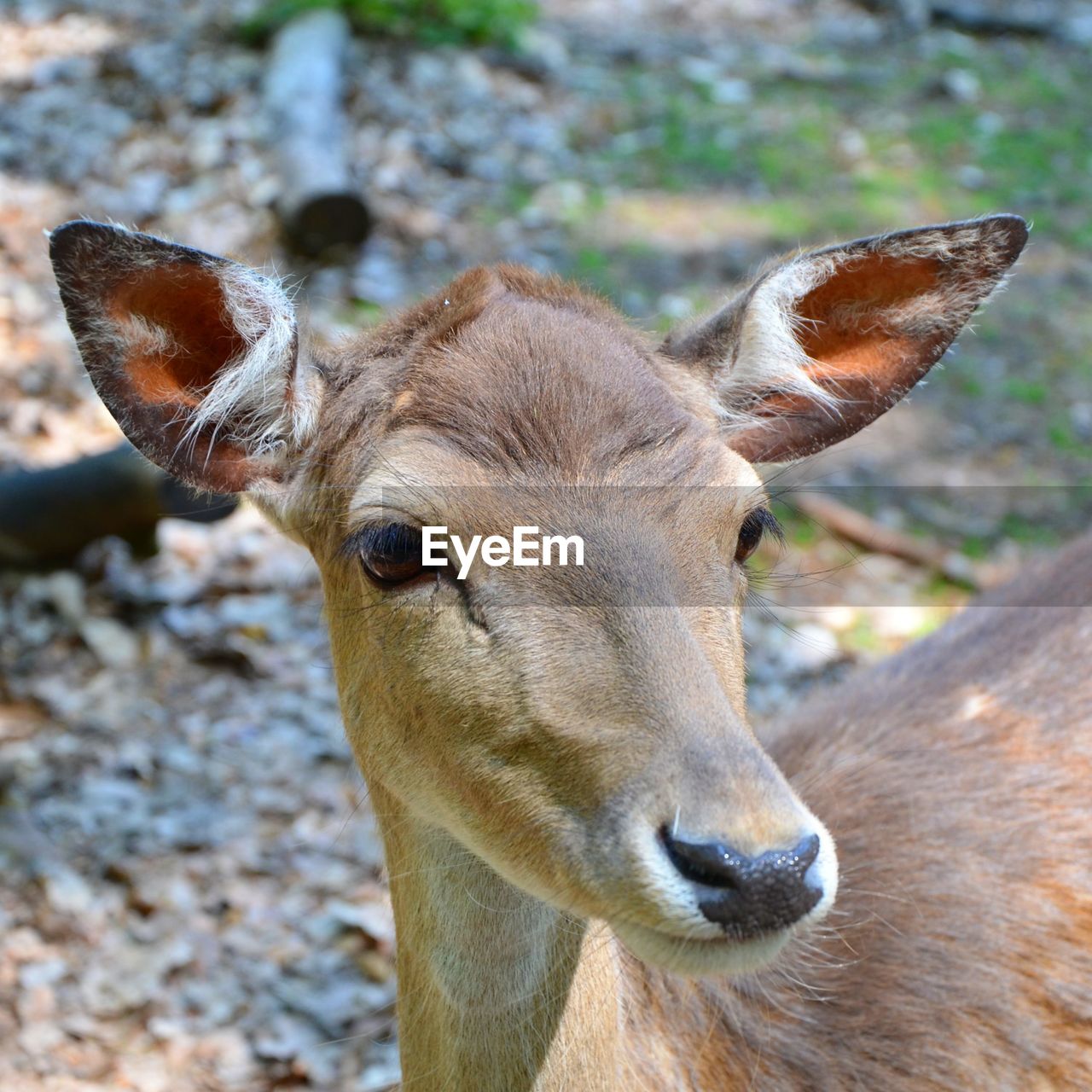 CLOSE-UP PORTRAIT OF A DEER