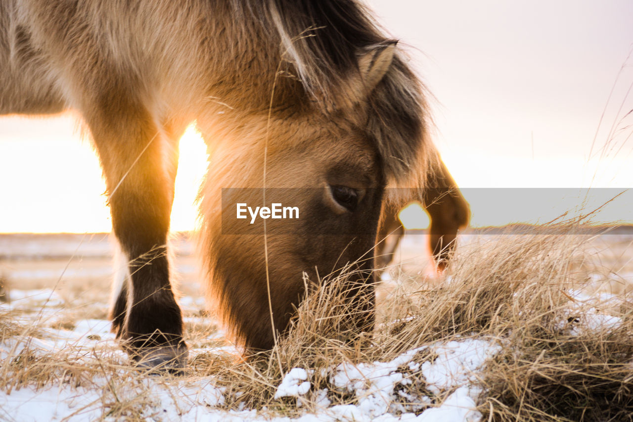 CLOSE-UP OF HORSE ON SNOWY FIELD