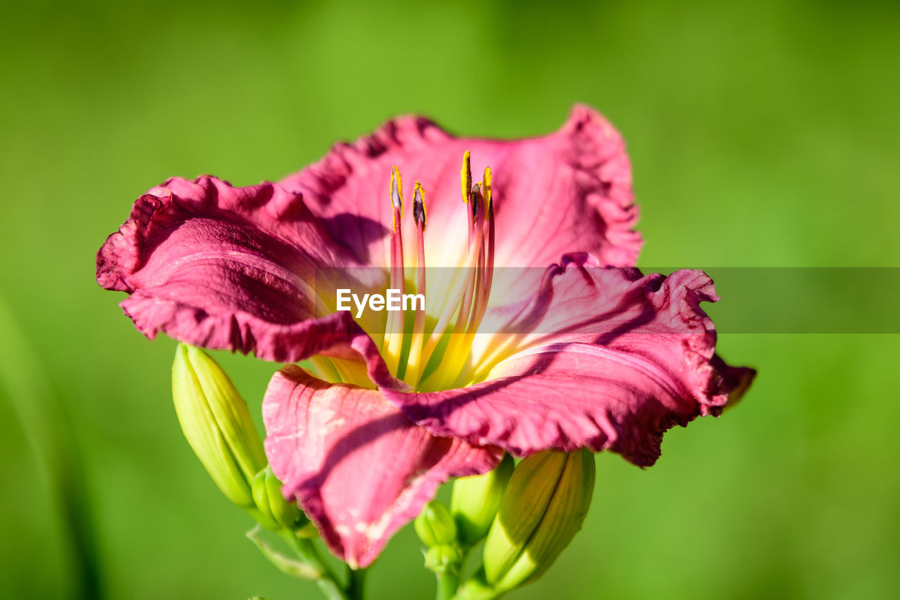 Vivid dark magenta hemerocallis peggy's pink, know as daylily, lilium or lily plant in a garden