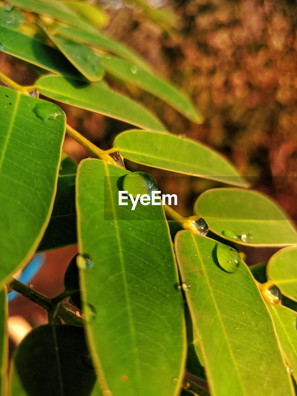 HIGH ANGLE VIEW OF LEAVES