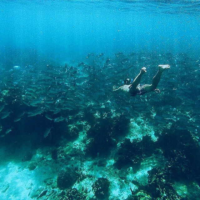 JELLYFISH SWIMMING IN SEA