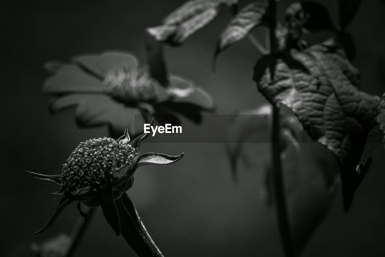 CLOSE-UP OF PLANTS AGAINST BLURRED BACKGROUND