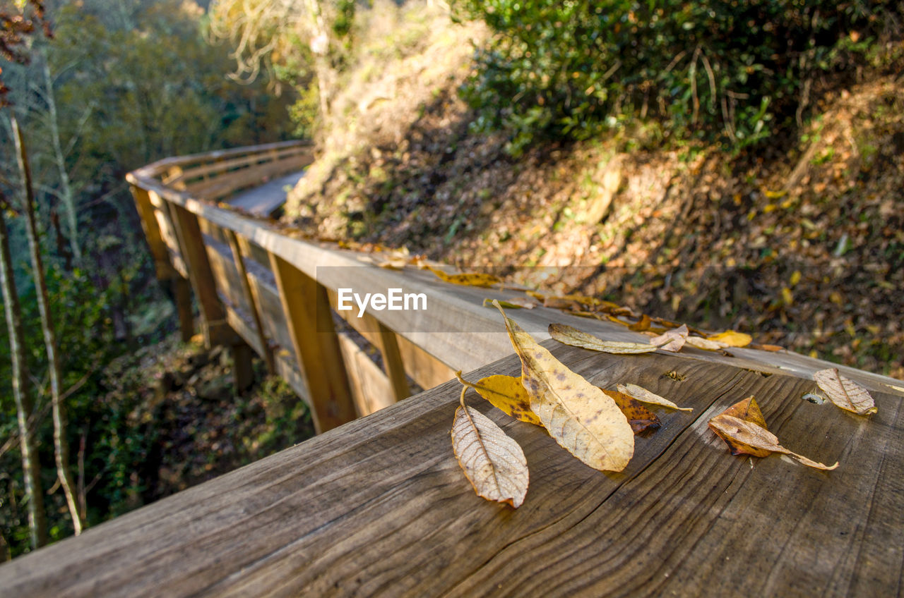 CLOSE-UP OF DRY LEAVES ON BENCH