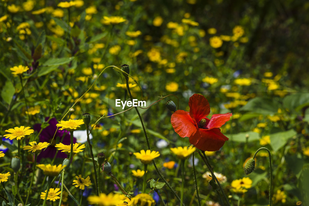 Close-up of red flowering plant on field