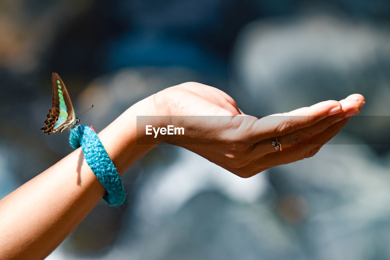 Close-up of butterfly on hand