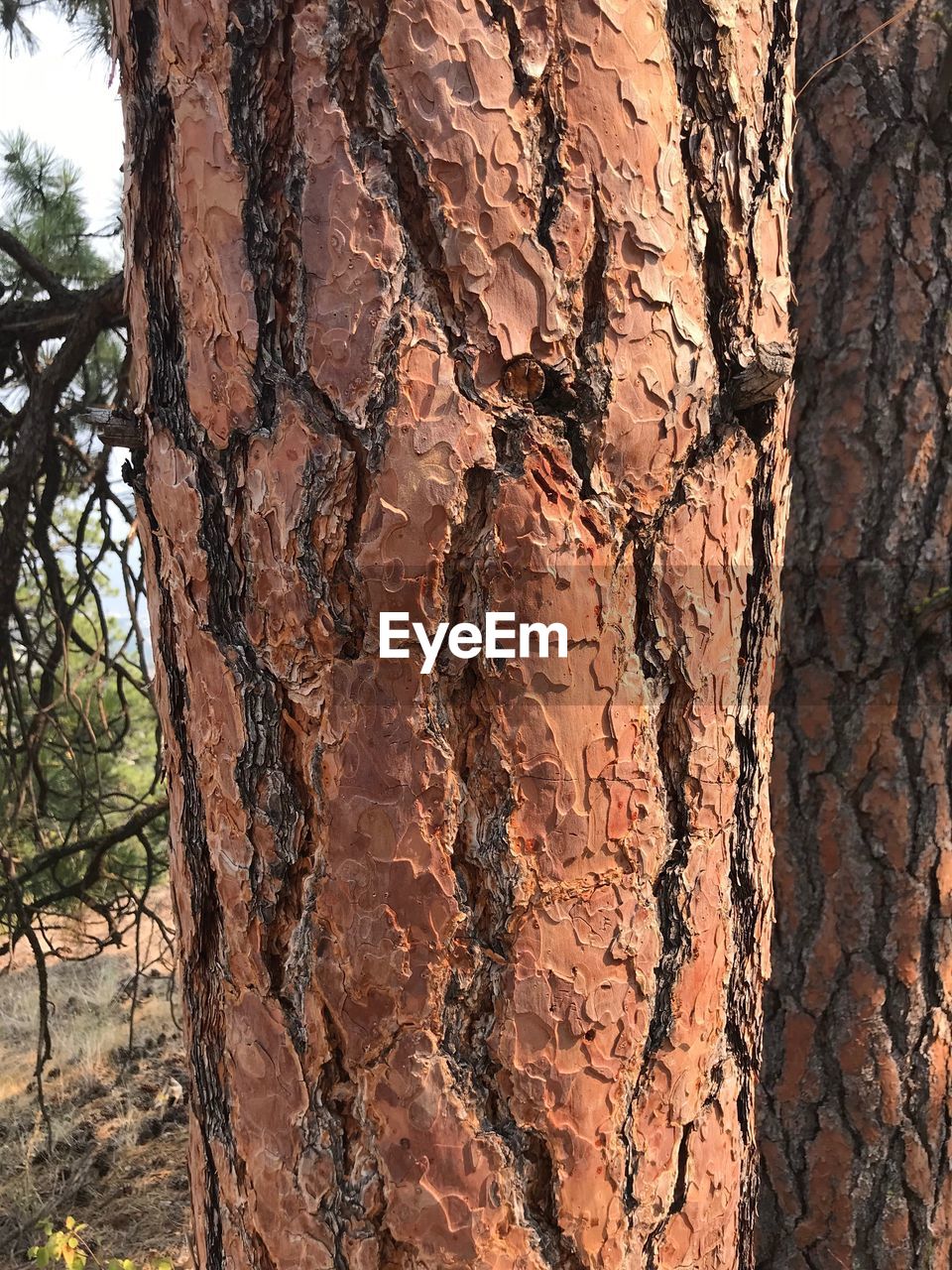 FULL FRAME SHOT OF TREE TRUNKS