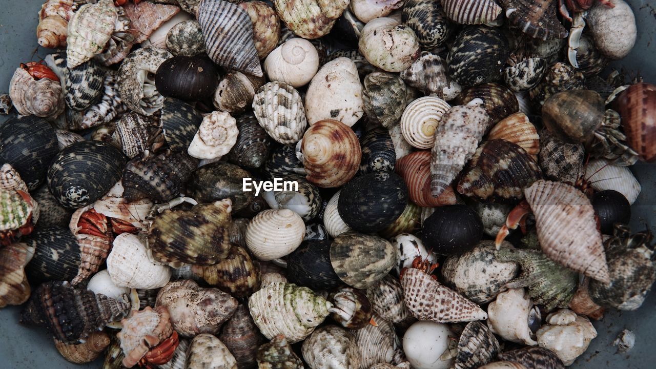 HIGH ANGLE VIEW OF SHELLS IN CONTAINER