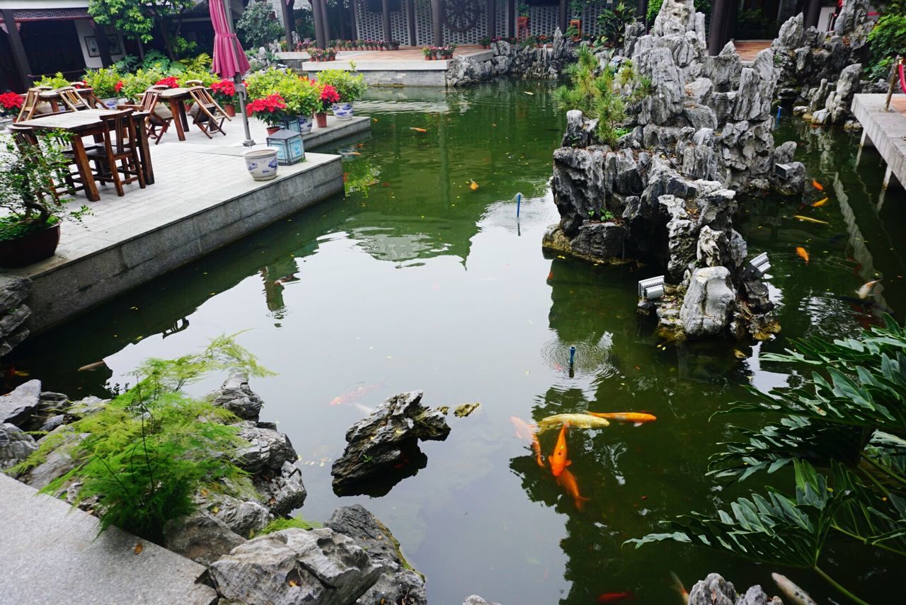 Reflection of plants in water