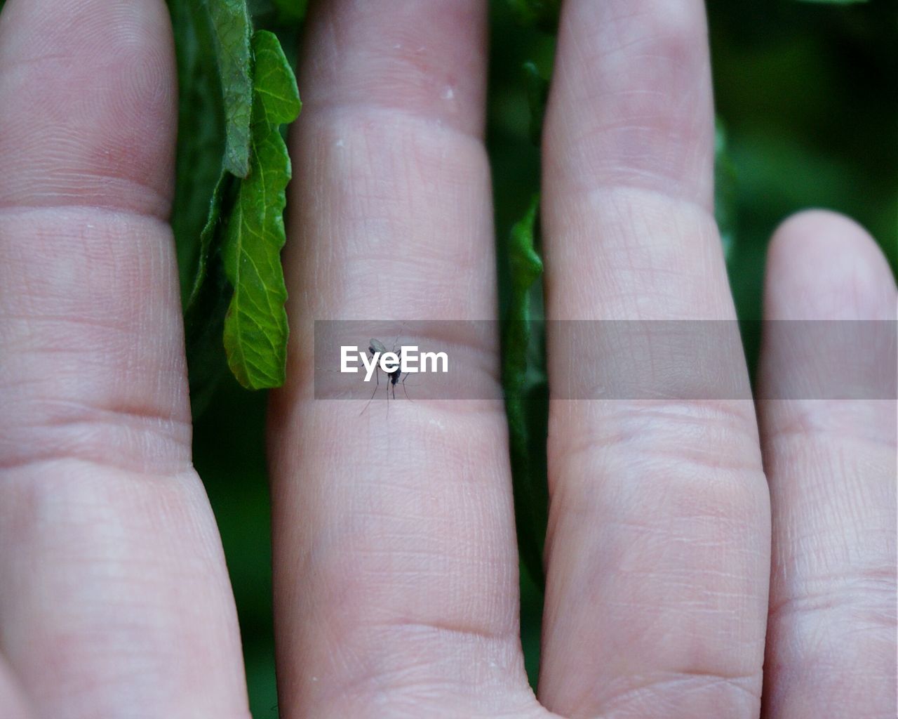 Close-up of mosquito on fingers