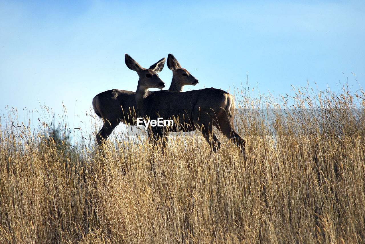 Deers looking out in tall grass.