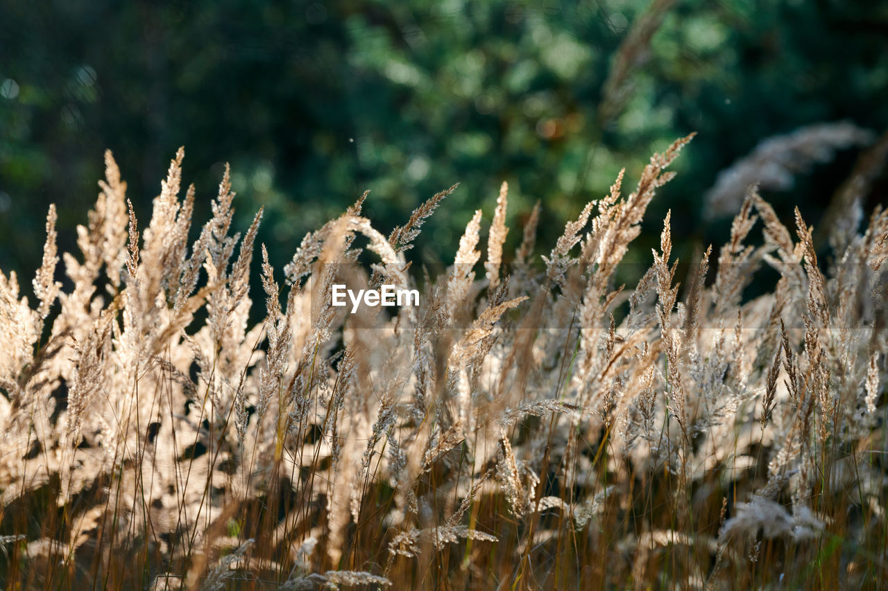 Calamagrostis epigejos bushgrass. wood small-reed grass in field. beautiful sunny background