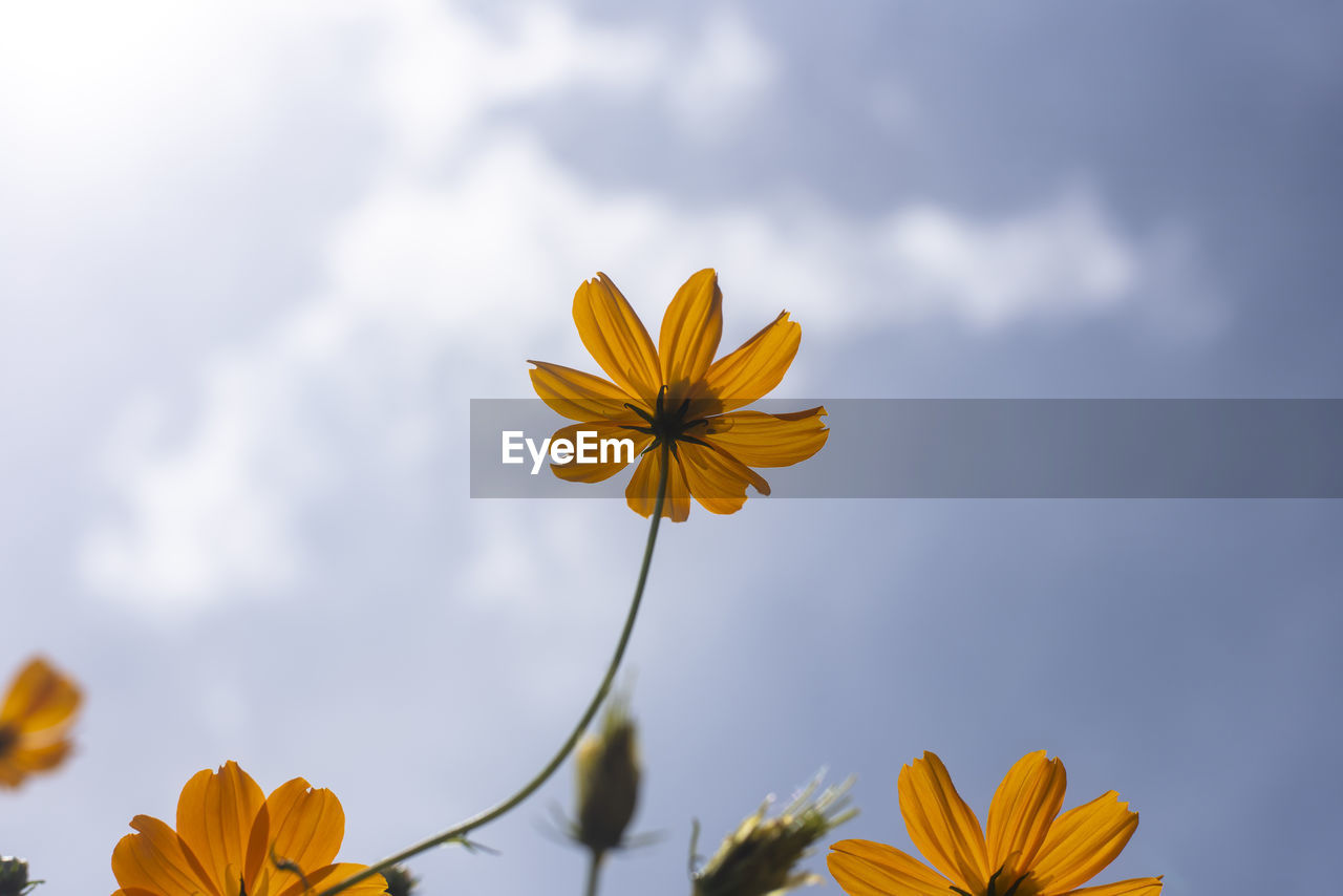 LOW ANGLE VIEW OF YELLOW FLOWERING PLANT