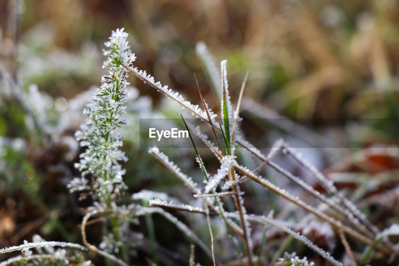 Close-up of frozen plant on land