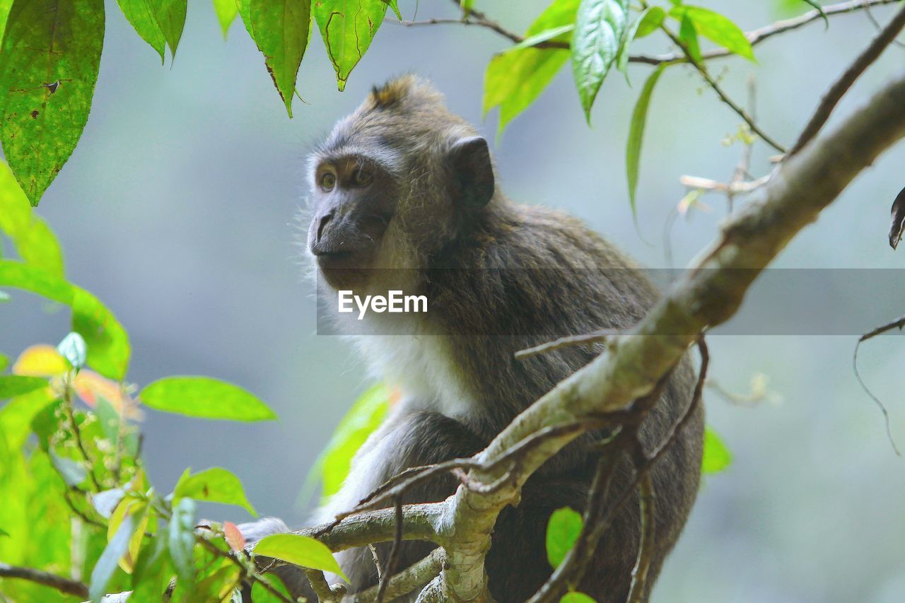 Monkey looking away while sitting on branch in forest
