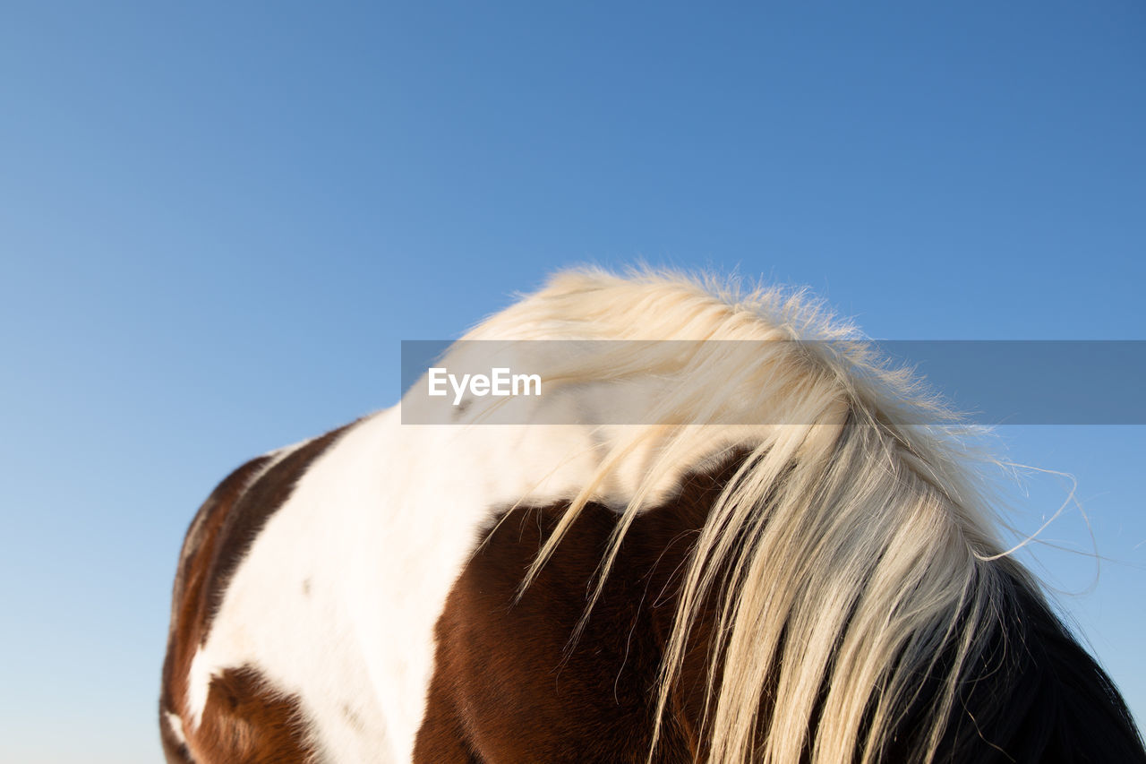 CLOSE-UP OF HORSE AGAINST SKY