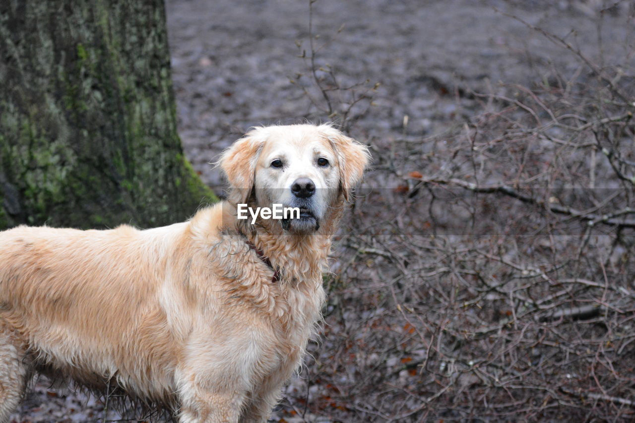 Portrait of golden retriever by dead plants