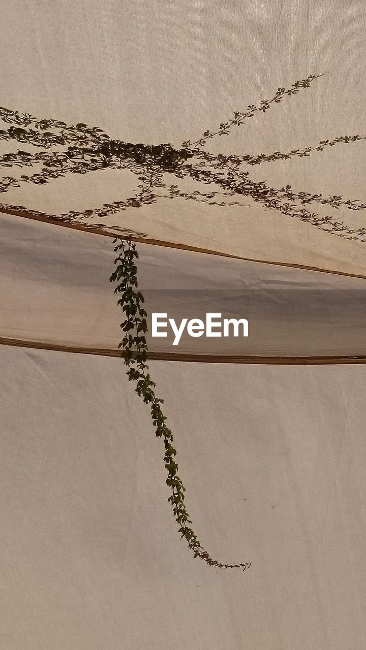 PLANT ON SAND AGAINST SKY