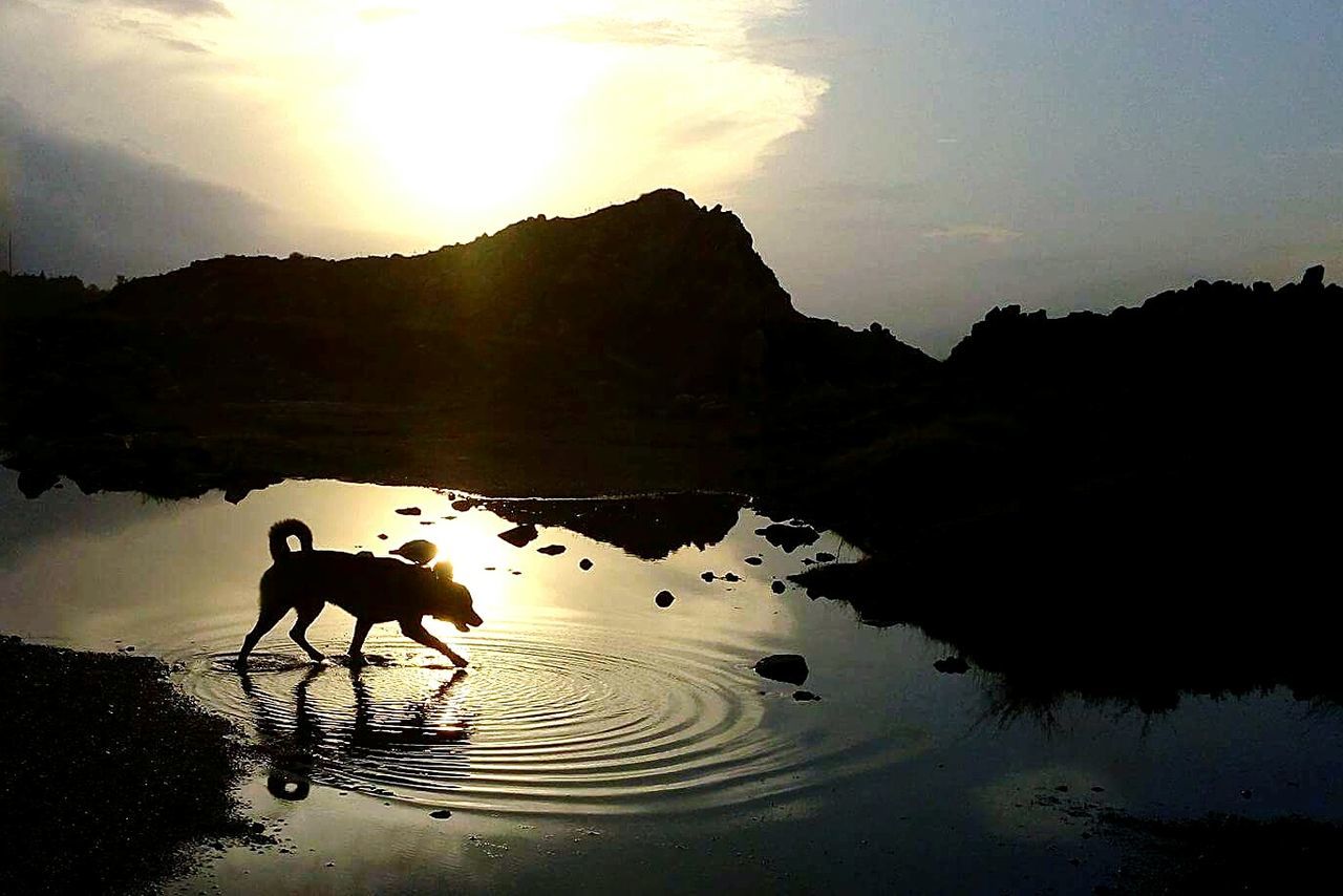 SILHOUETTE OF MAN WITH HORSES ON BEACH