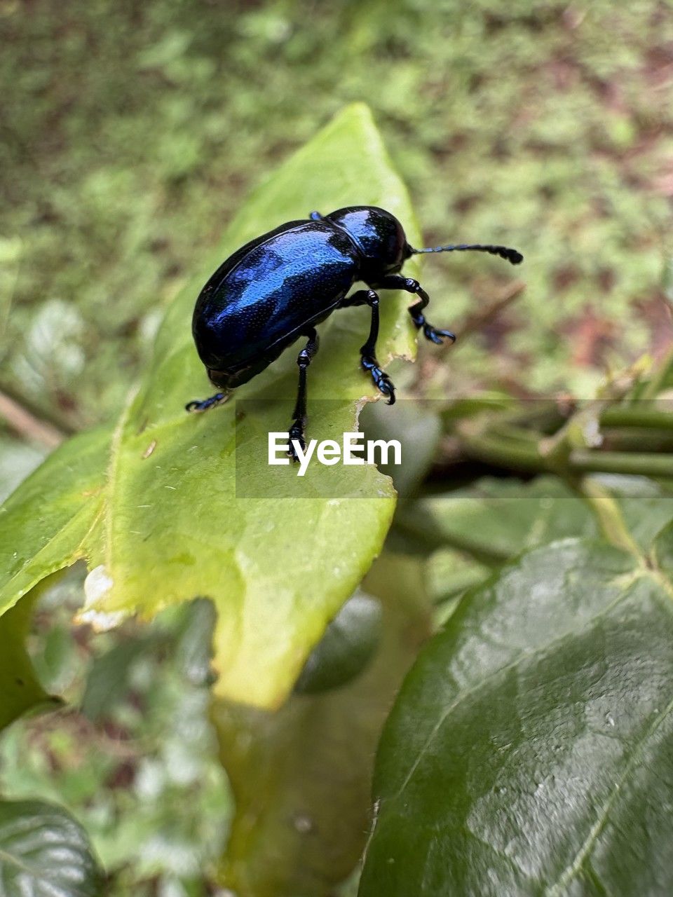 animal wildlife, animal themes, insect, animal, wildlife, plant part, leaf, nature, one animal, green, plant, flower, macro photography, beetle, close-up, no people, day, outdoors, beauty in nature, focus on foreground, tree, animal wing, growth, black