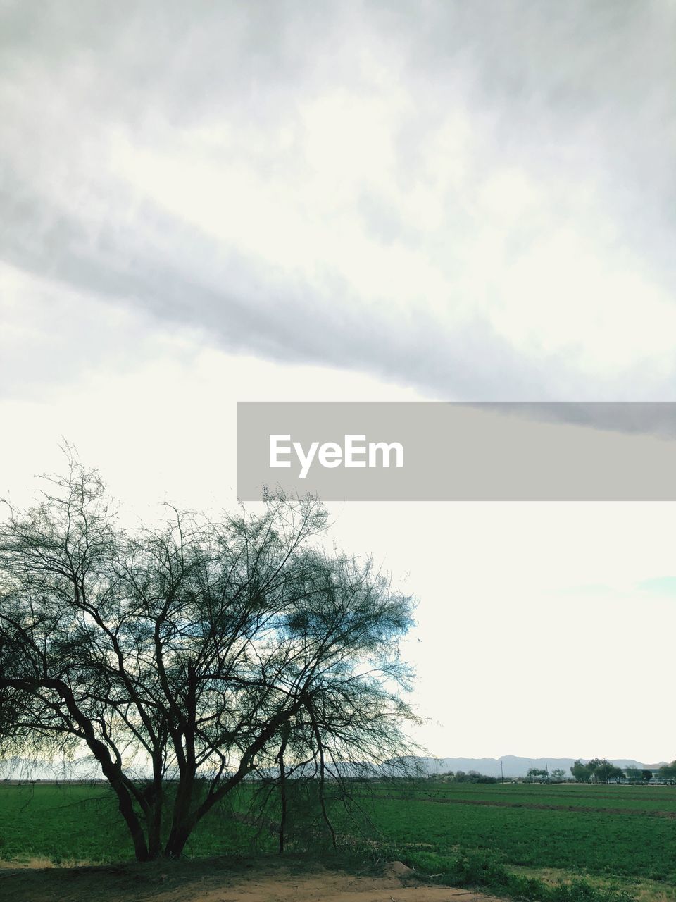 VIEW OF TREES ON FIELD AGAINST SKY