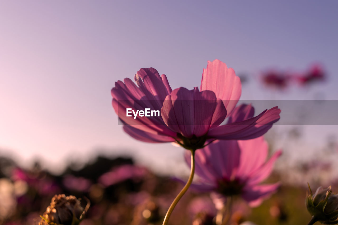 flower, flowering plant, plant, beauty in nature, freshness, pink, nature, sky, close-up, blossom, petal, macro photography, flower head, no people, sunset, focus on foreground, inflorescence, landscape, garden cosmos, growth, fragility, outdoors, purple, environment, magenta, summer, multi colored, springtime, selective focus, sunlight, tranquility, botany, copy space, vibrant color, scenics - nature