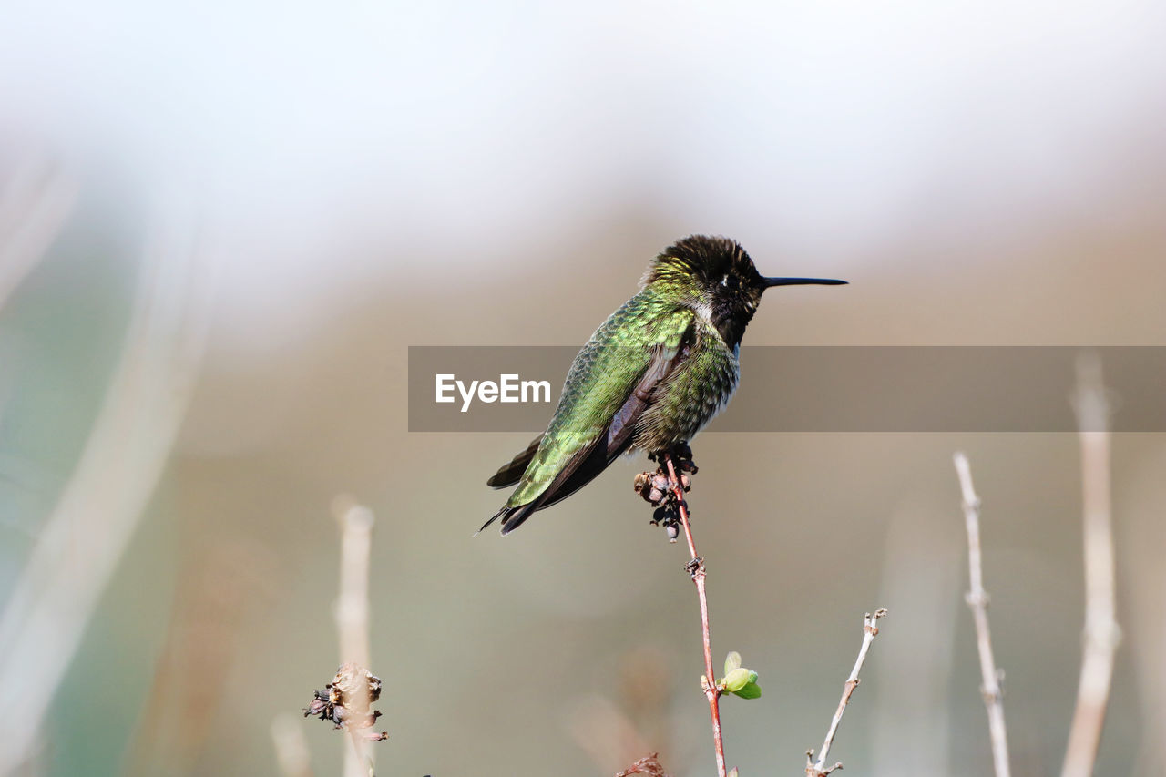 Close-up of bird perching on twig