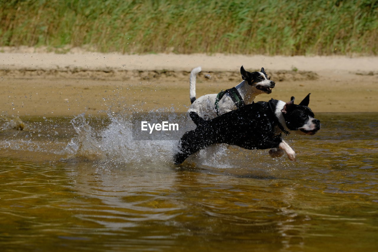 DOG RUNNING WITH BALL IN THE WATER