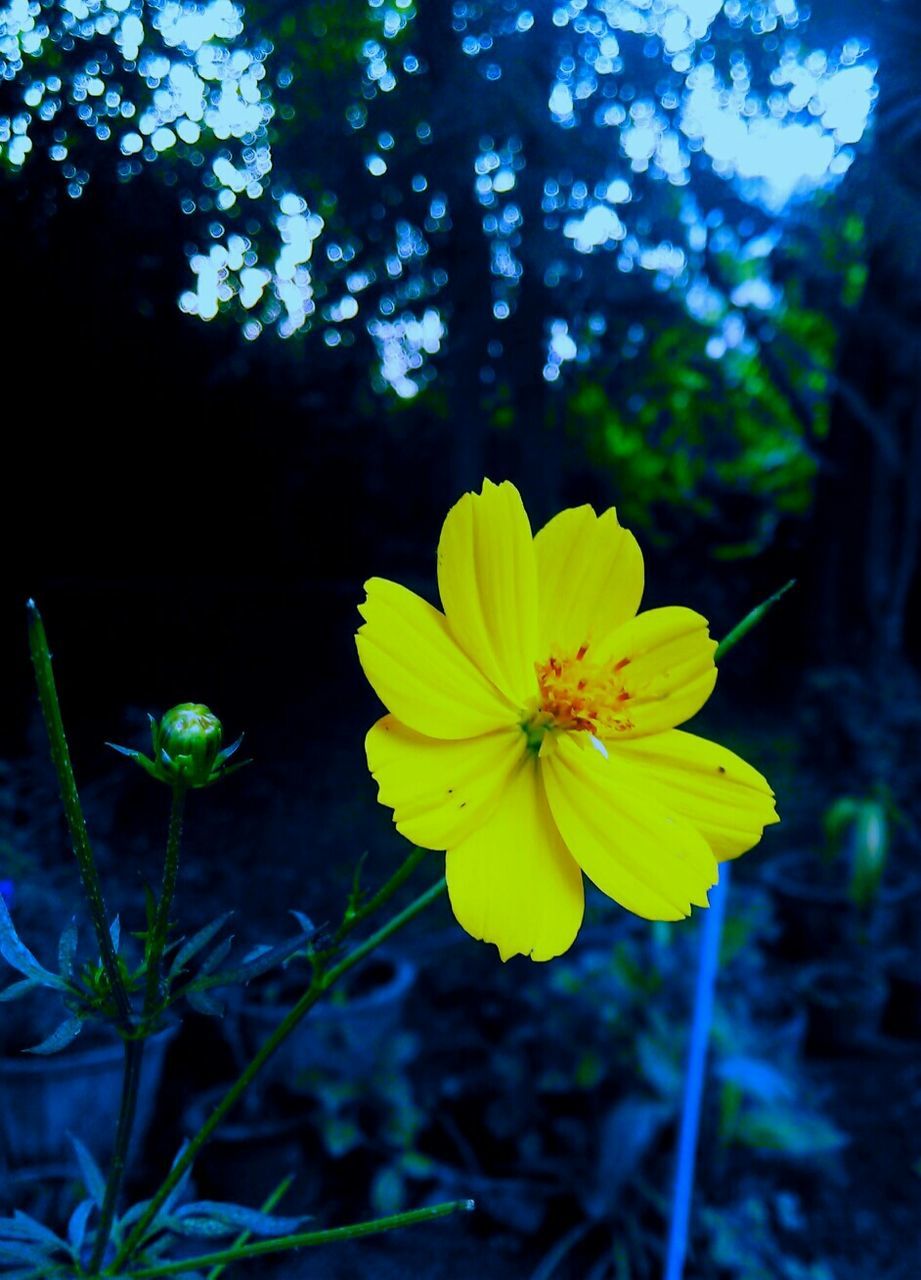 CLOSE-UP OF YELLOW FLOWERS BLOOMING