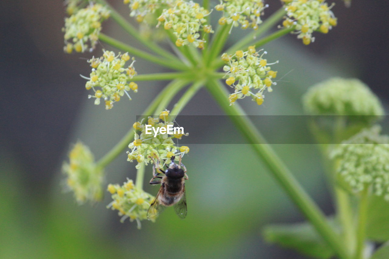 CLOSE-UP OF INSECT ON FLOWER PLANT