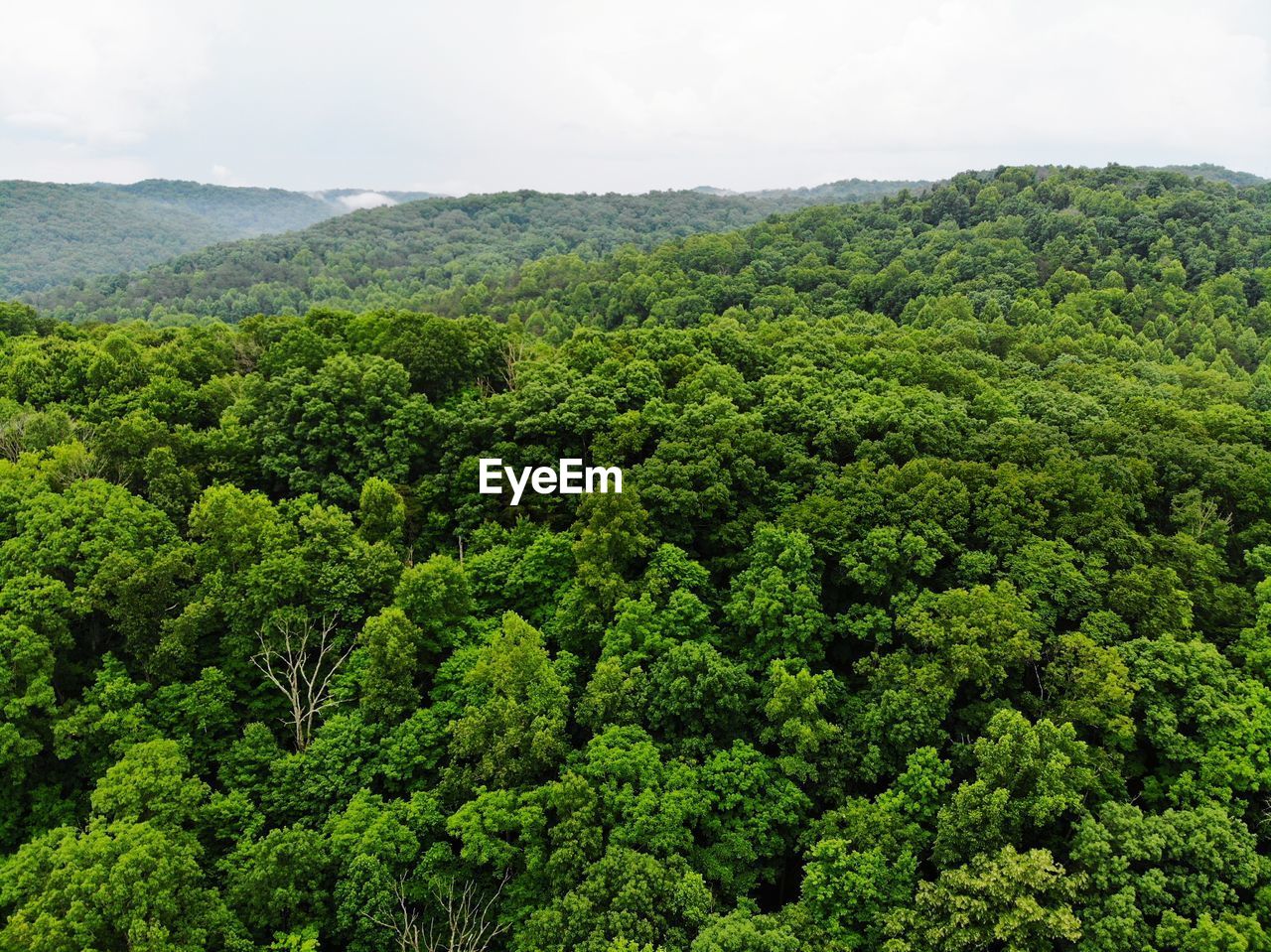 SCENIC VIEW OF TREES GROWING IN FOREST