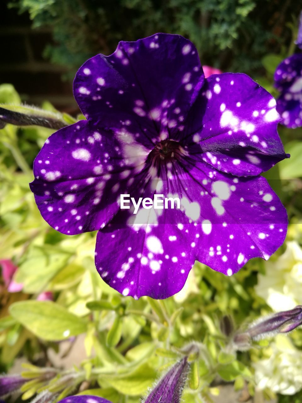 CLOSE-UP OF PURPLE FLOWERS