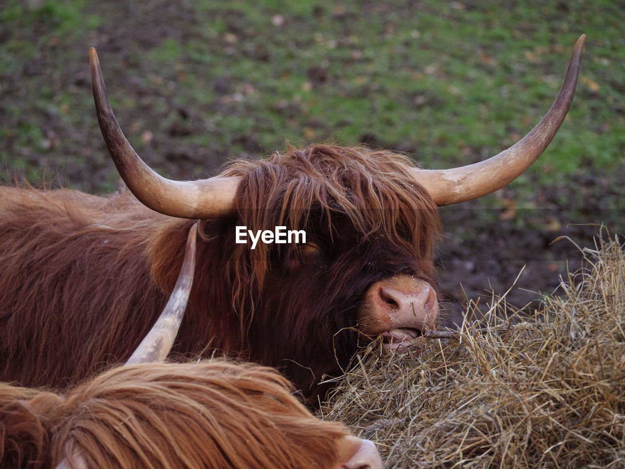 Highland bull in a field