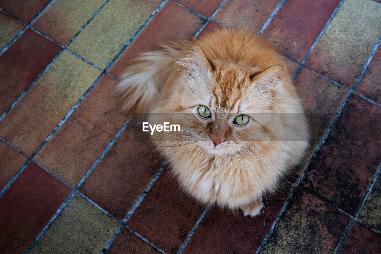 High angle portrait of cat on tiled floor