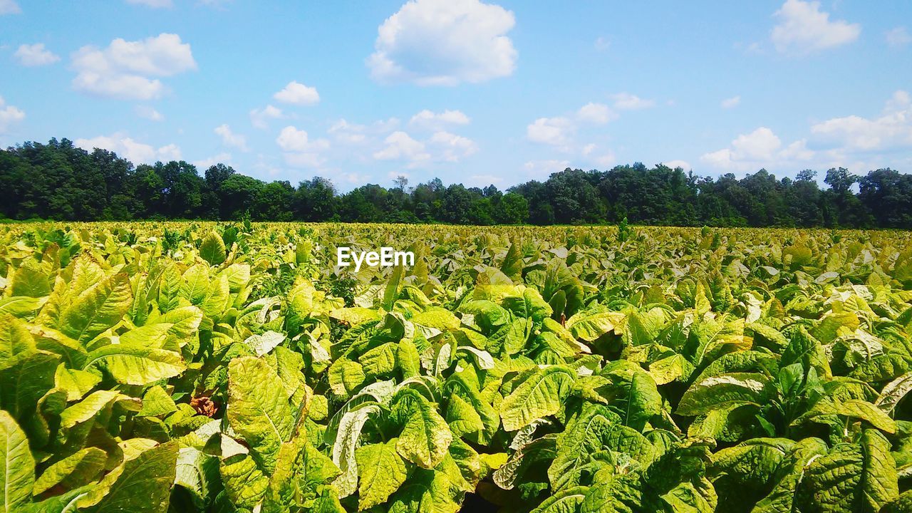 Fresh green tobacco field against sky