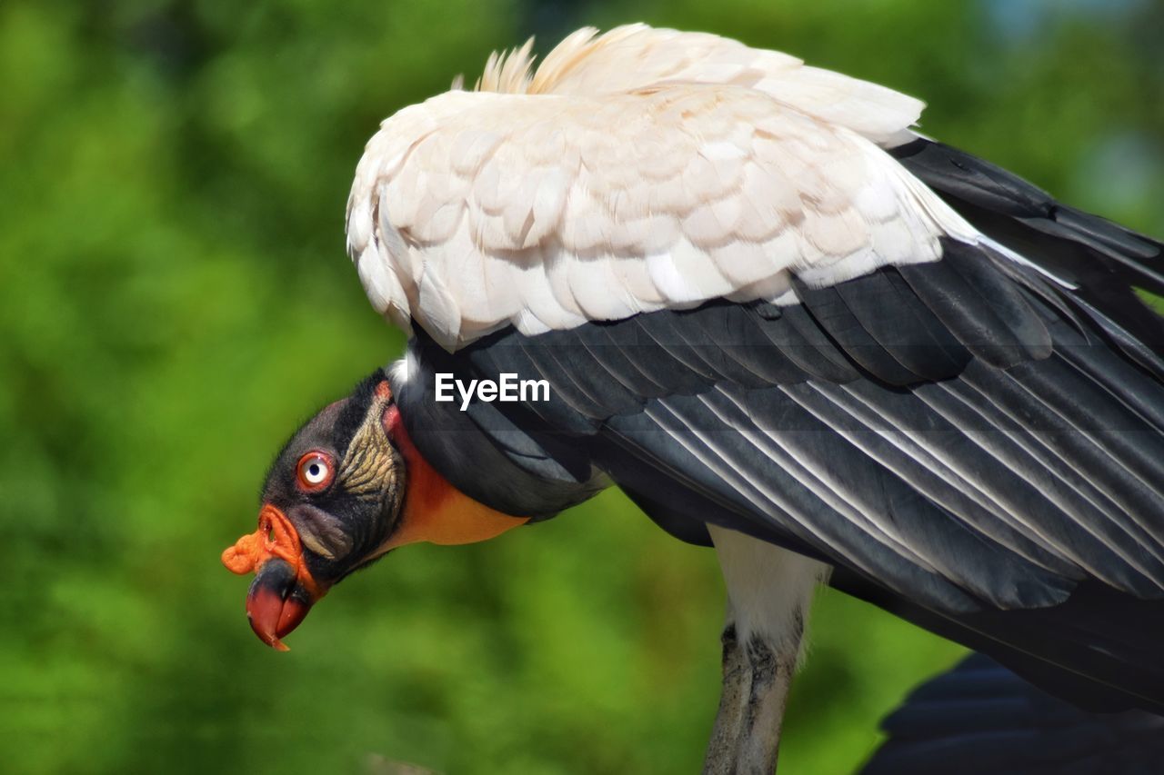 Close-up of a bird