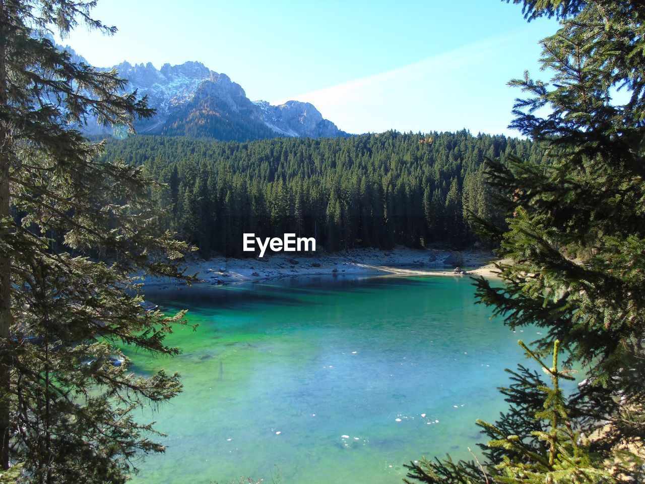 Scenic view of calm river in forest