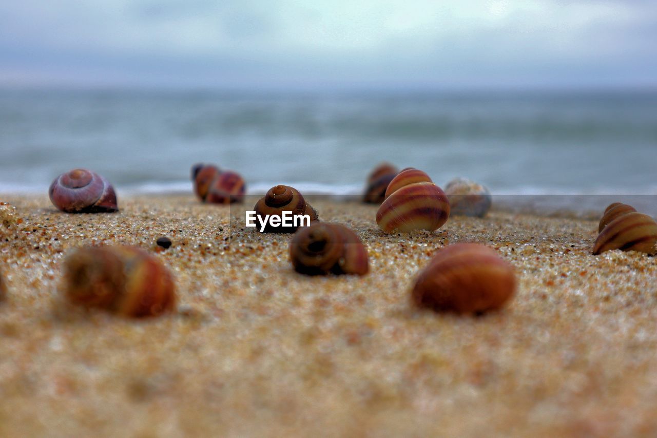 Close-up of shells on beach