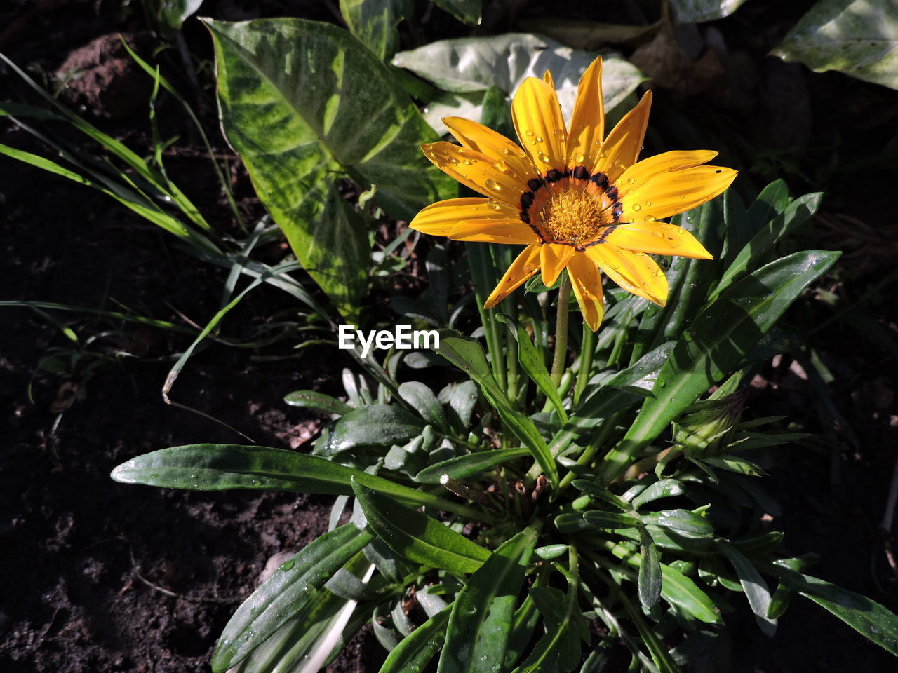 CLOSE-UP OF YELLOW FLOWER