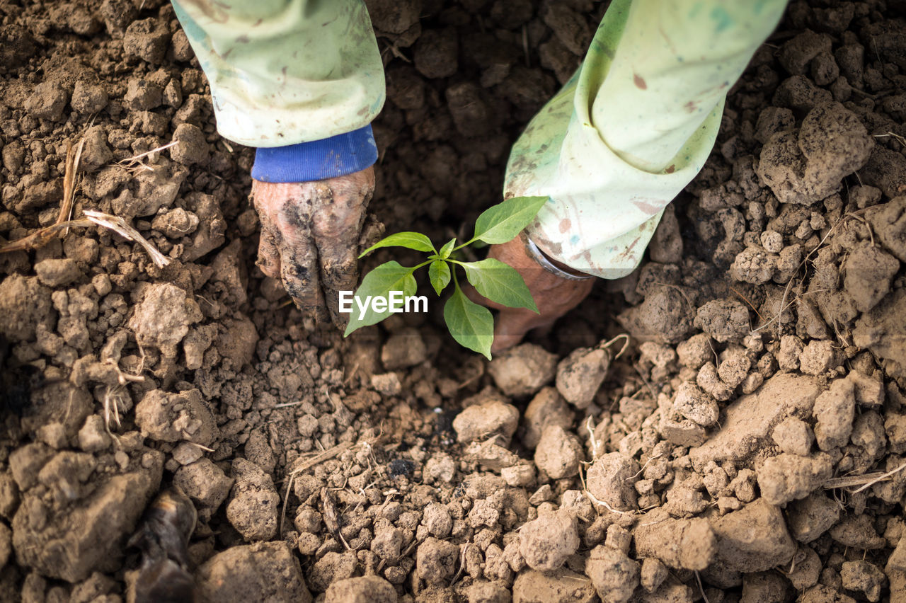 Cropped image of hands planting on field