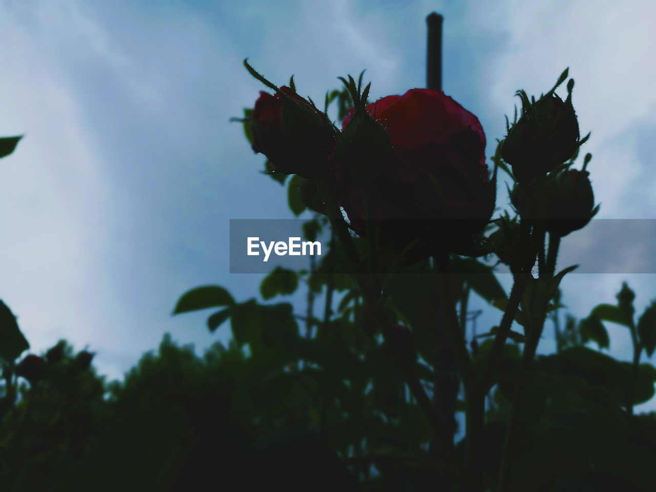 CLOSE-UP OF RED FLOWER AGAINST SKY