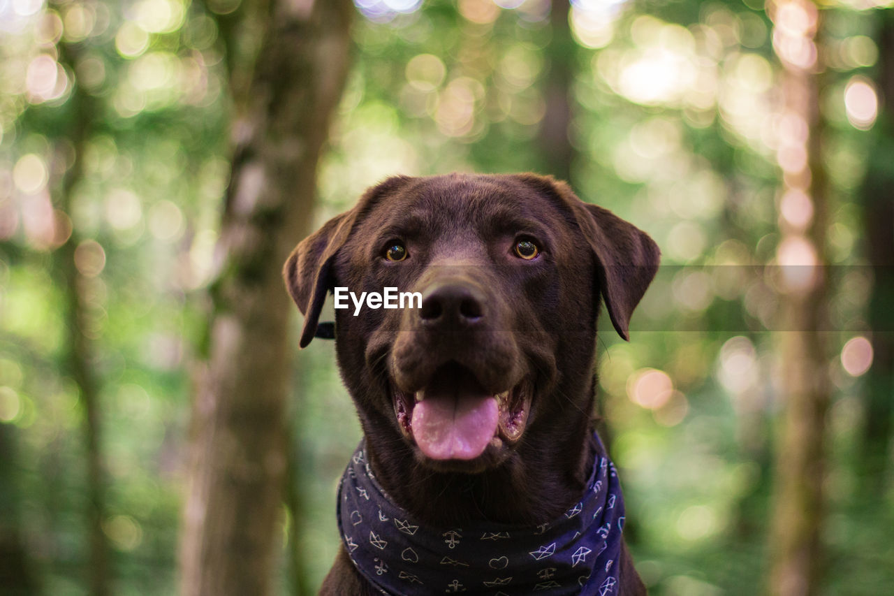 Close-up portrait of a dog