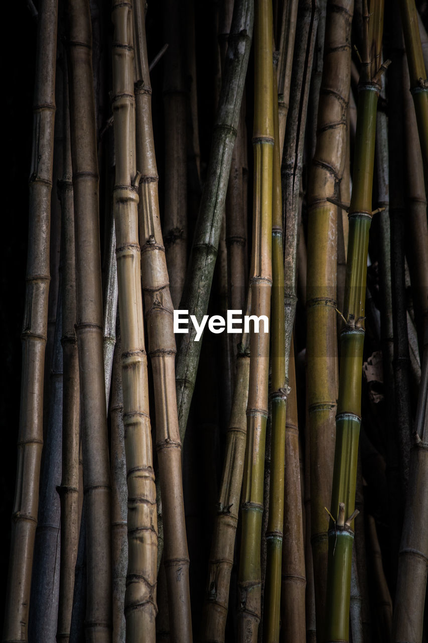 FULL FRAME SHOT OF BAMBOO ON ROOF