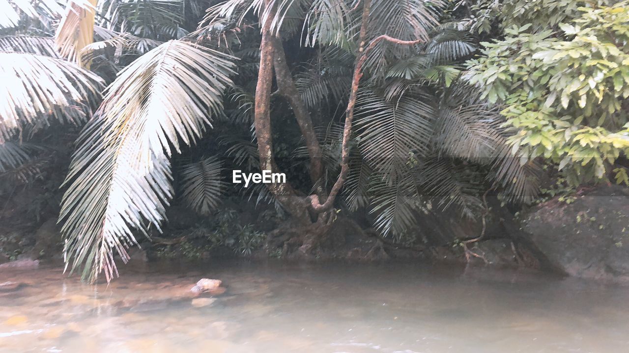 VIEW OF PALM TREES IN WATER