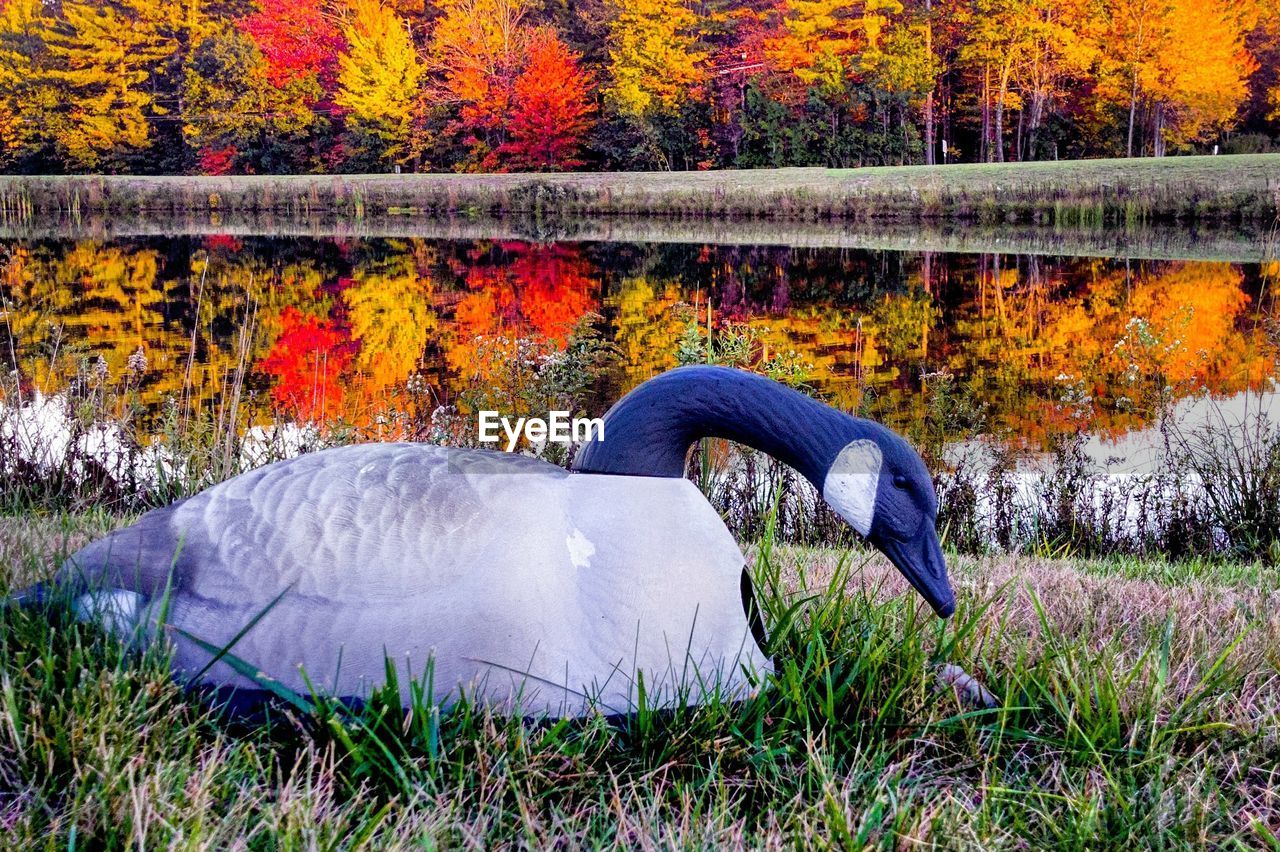 CLOSE-UP OF DUCK ON GRASS